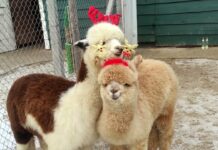 Kraina Dolnej Wisły