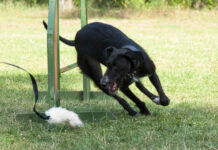 AGILITY – sportowa frajda nie tylko dla psa