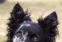 Księżniczka Salamandra – najlepsza suka na świecie