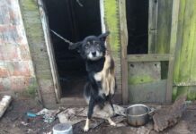 Wyrywają je z rąk oprawców, leczą rany, znajdują zwierzętom prawdziwy, przyjazny dom…