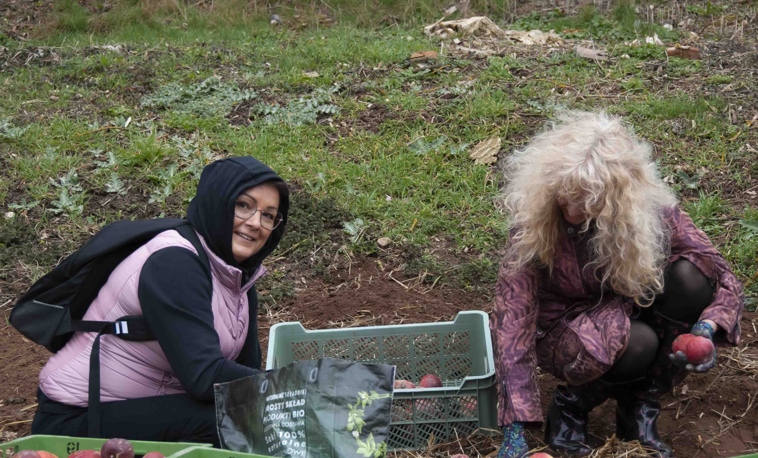 TAJEMNICA jabłek z… KOPCA