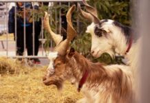 Futrzaki i skrzydlate. Pływające, skaczące i pełzające, czyli… ZOO FESTIWAL 2024